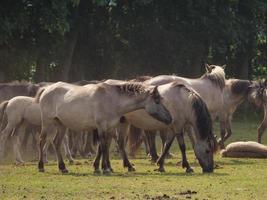 wild german horses photo