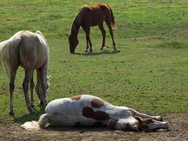 horses on a german meadow photo