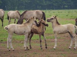 wild german horses photo