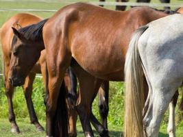 caballos en un campo en Alemania foto