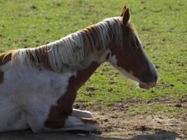 caballos en un campo en Alemania foto