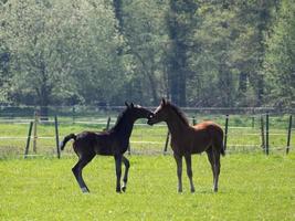 caballos en un prado en alemania foto