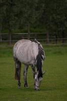 horses in germany photo