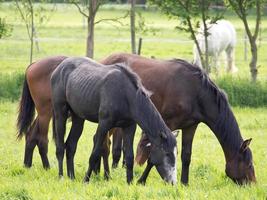 horses on a meadow in germany photo