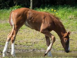 horses on a meadow in germany photo