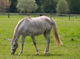caballos en un prado en alemania foto