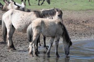 horses on a meadow in germany photo