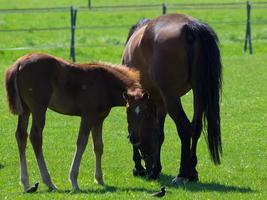 horses in germany photo