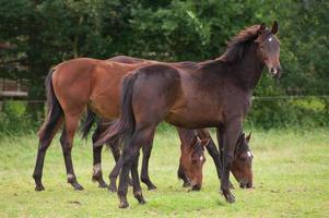 horses in germany photo