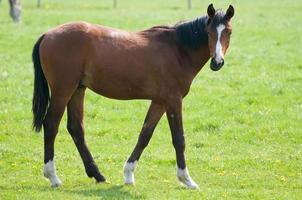 foals and horses in germany photo