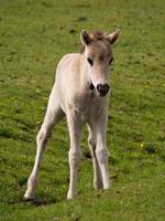 potros y caballos en Alemania foto