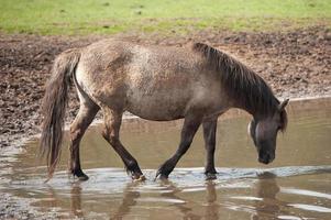 foals and horses in germany photo