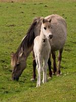 foals and horses in germany photo