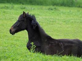 horses in germany photo