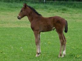 horses in germany photo