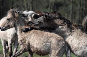 foals and horses in germany photo