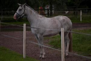 horses in germany photo