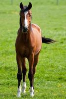 potros y caballos en Alemania foto