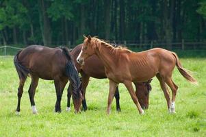 horses with foals photo