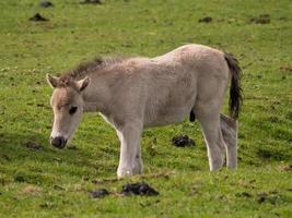 horses in the german westphalia photo