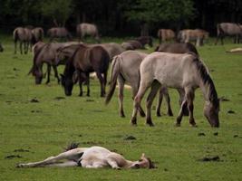 horses in the german westphalia photo