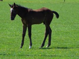 foals and horses in germany photo