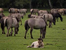 horses in the german westphalia photo