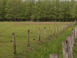 horses in the german westphalia photo