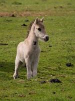 horses in the german westphalia photo