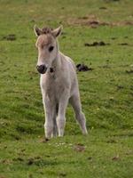 horses in the german westphalia photo