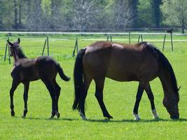 foals and horses in germany photo