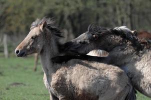 foals and horses in germany photo