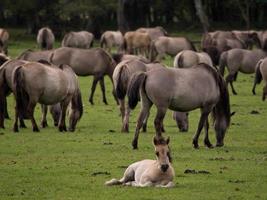 horses in the german westphalia photo