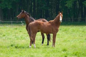 horses n germany photo