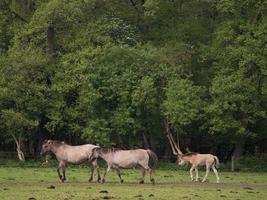 caballos salvajes en westfalia foto