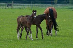 caballos norte Alemania foto