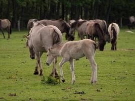 caballos salvajes en westfalia foto