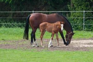 horses n germany photo