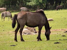 wild horses in westphalia photo