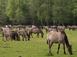 caballos salvajes en westfalia foto