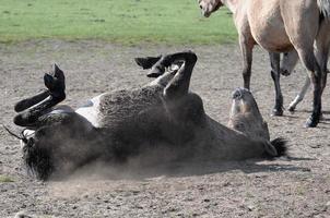 horses in the german westphalia photo