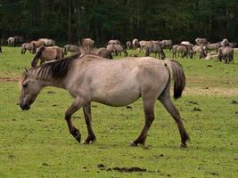 caballos salvajes en westfalia foto