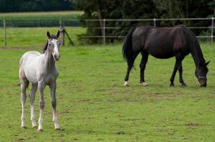 caballos con potros foto