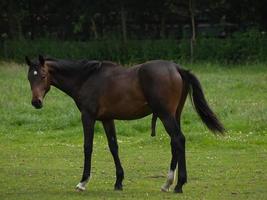 caballos con potros foto