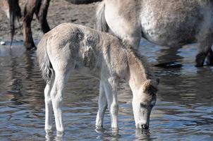 horses with foals photo