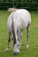 caballos norte Alemania foto