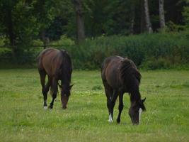 horses n germany photo