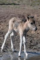 horses with foals photo