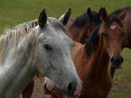 caballos con potros foto