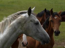 caballos con potros foto